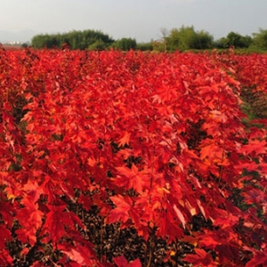 太陽(yáng)谷紅楓